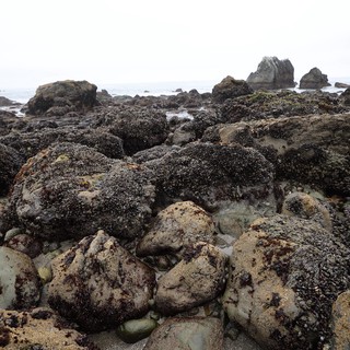 Barnacle-Covered Rocks at Low Tide Intertidal Zone