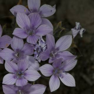 Purple Geranium Blossoms