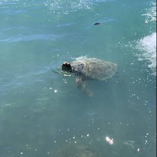 Sea Turtle Swimming near Boat in Waikiki