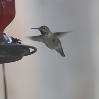 Hummingbird Hovering at Red Nectar Feeder