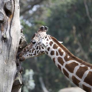Giraffe Grazing at SF Zoo
