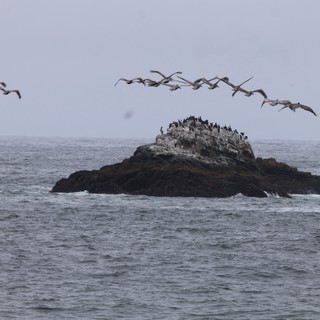 Pelicans Soar Over Seabird Colony Rock