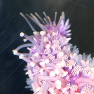 Purple Sea Anemone Blooms with White Flowers