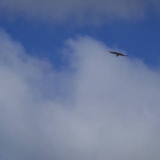 Majestic Bird Soaring through the Sky