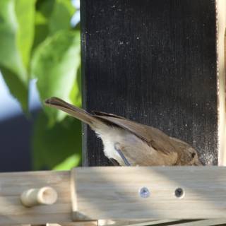 Feathered Visitor at the Feeder