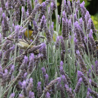 Sunbirds Foraging Among Purple Lavender Flowers