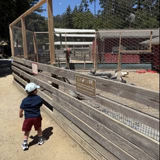 Curious Encounters at the Zoo