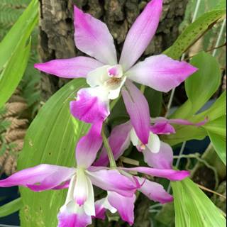 Majestic Purple and White Orchid