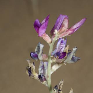 Purple Lupin Flower in the Desert