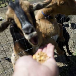 Feeding Frenzy at Calistoga Farm