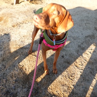 Rescue Dog in Colorful Harness on Asphalt