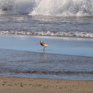 Solitary Shorebird Wading in Surf at Drakes Beach