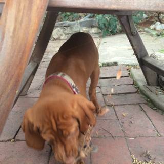 Pup enjoys a chew toy under a rustic table