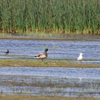 Mallard Duck and Seagull in Wetland Habitat
