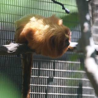 A Glimpse Into Captivity: Golden Lion Tamarin at Honolulu Zoo
