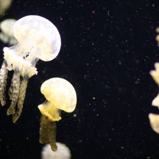 Mesmerizing Jellyfish in their Underwater World