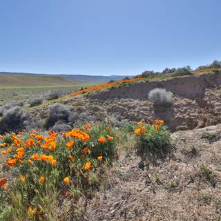 Hills of Orange Blossoms