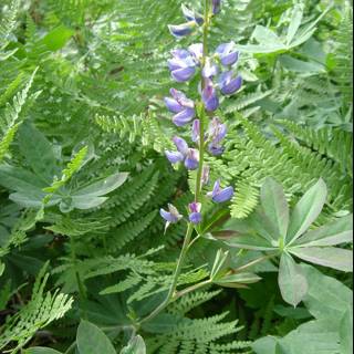 Enchanting Lupin Blossoming in the Forest