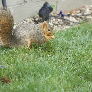 Fox Squirrel Foraging on Suburban Lawn