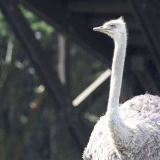 Magnificent Ostrich at SF Zoo, 2024