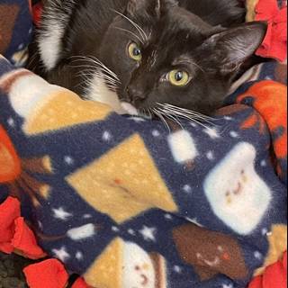 Cozy Feline Resting on a Quilted Blanket