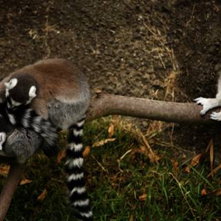 Afternoon Hangout at Oakland Zoo