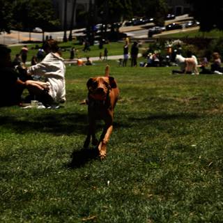 Canine Capers at Dolores Park: Summer 2023
