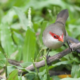 Vivid Glimpse at the Honolulu Zoo: The Red-faced Finch
