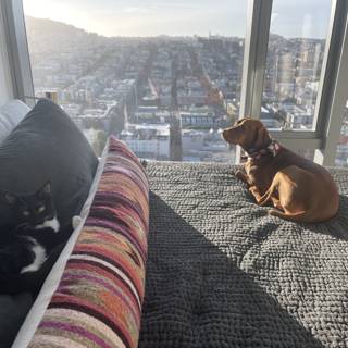 Canine and Feline Companions