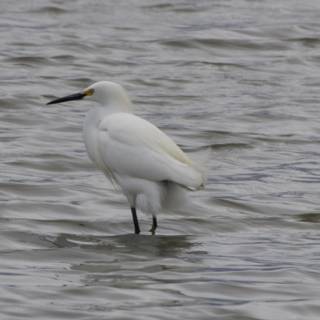 Graceful Sentinel of the Bay