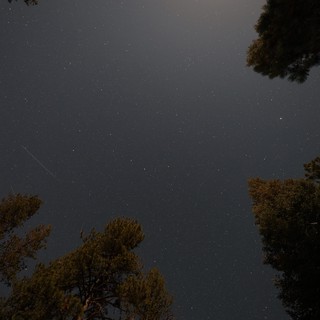 Meteor Streak Over Pine Trees at Mount Lassen