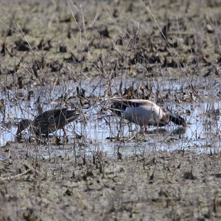 Green-winged Teal Pair Foraging in Shallow Wetland