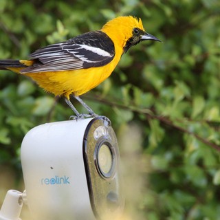 Hooded Oriole Perched on Security Camera