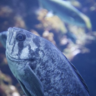 Blue-Tinted Fish Portrait in Aquarium Setting