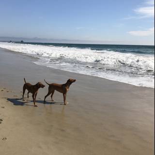 Two Canine Companions Enjoying a Beach Run
