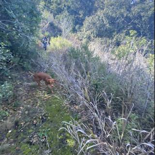 Jungle Walk with My Furry Friend