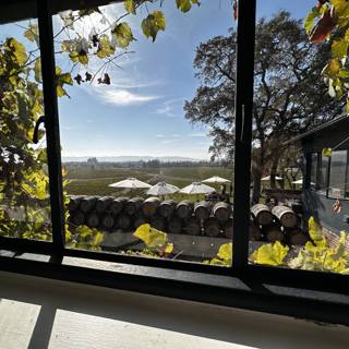 Through the Window: A View of the Scribe Vineyard