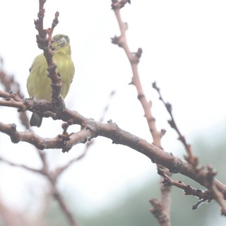 Yellow Finch Perched on Bare Winter Branch