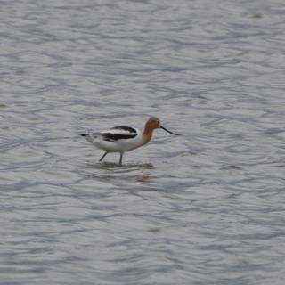 Duo of Elegance: Sandpipers at San Pablo Bay