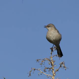 A Morning Visitor in El Sereno - Finch on a Branch
