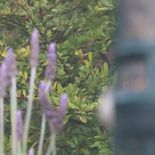 Lavender Spikes Behind Delicate Green Foliage