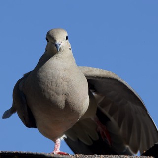 Red-footed Pigeon Portrait Against Clear Blue Sky