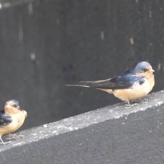 Feathered Companions of San Pablo Bay