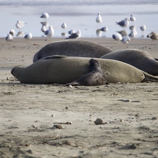 Elephant Seals Resting on Drakes Beach