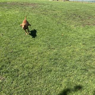 Canine Joy in Duboce Park