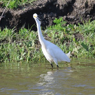 Snowy Egret Wading in Shallow Wetland Waters
