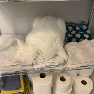 Towel Rack Napping