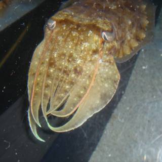 Majestic Cuttlefish