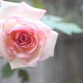 Pink Rose in Altadena