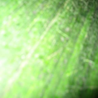 Blurry Green Leaf